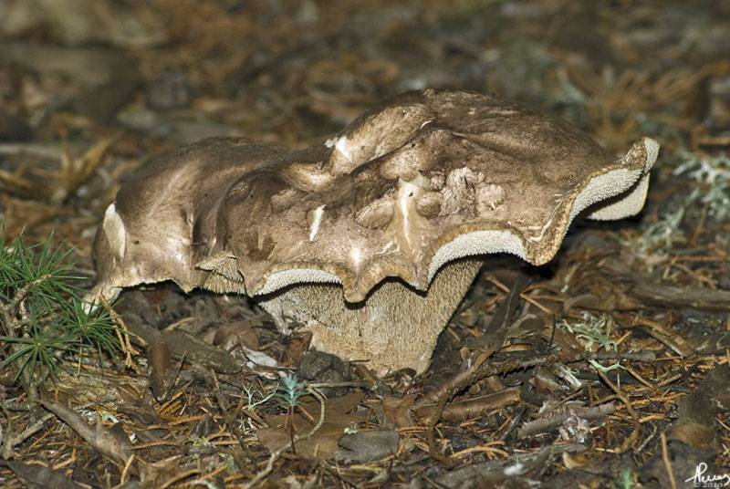 Sarcodon glaucopus image