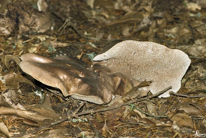 Sarcodon glaucopus image