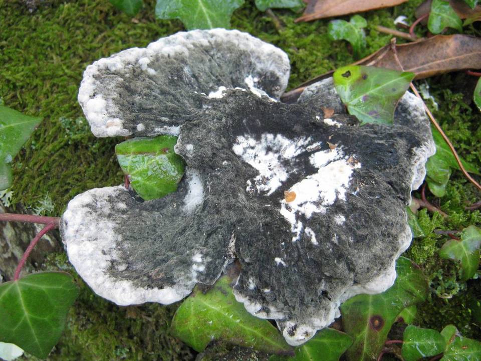 Oligoporus guttulatus image