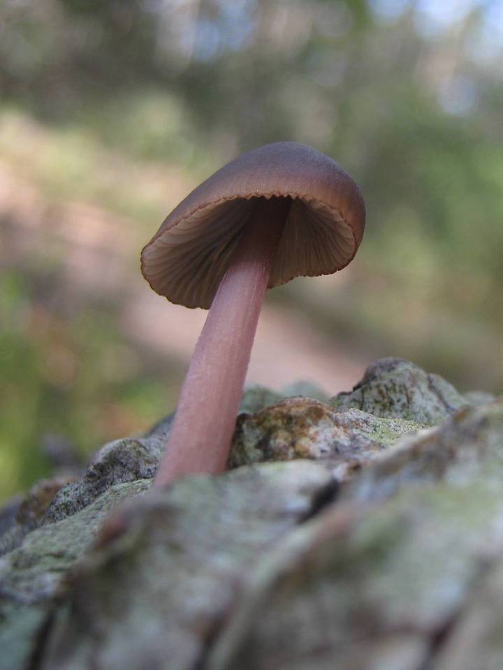 Mycena seynesii image
