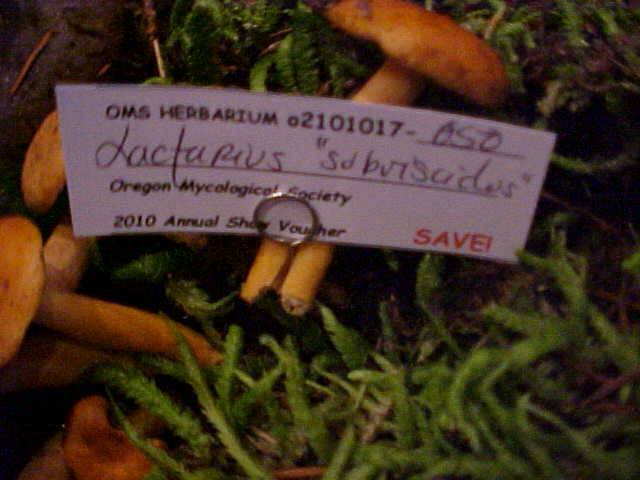 Lactarius subviscidus image