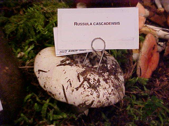 Russula cascadensis image