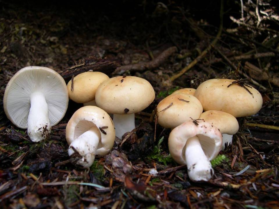 Russula bicolor image
