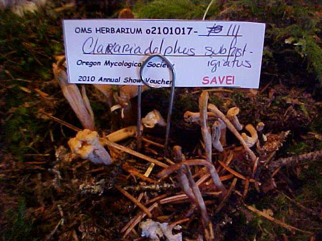 Clavariadelphus subfastigiatus image