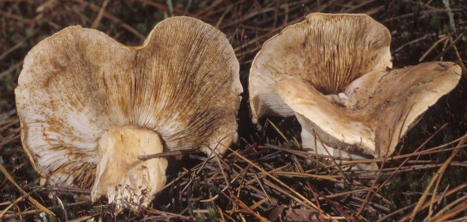Tricholoma muskokense image