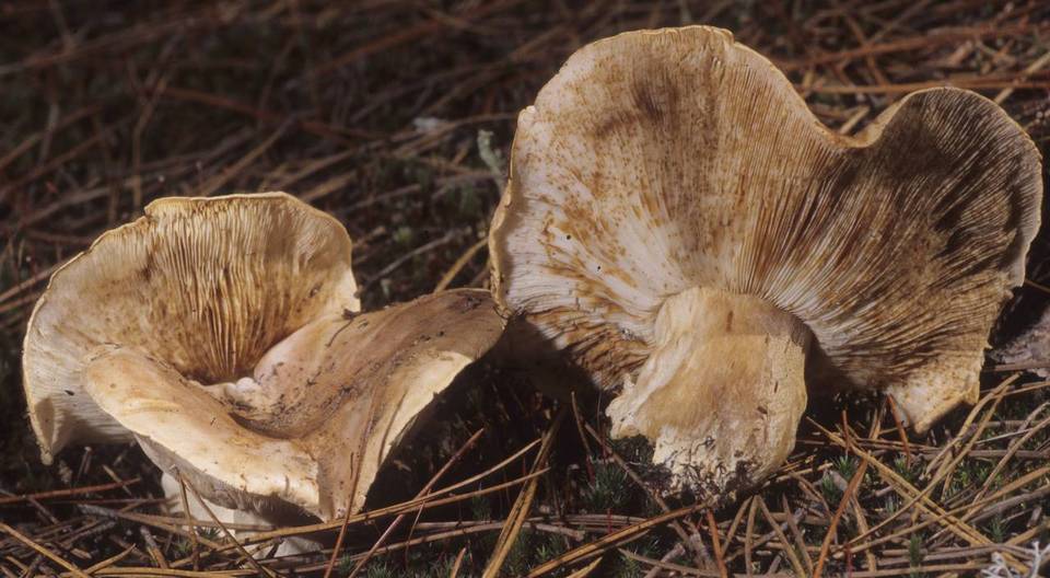 Tricholoma muskokense image
