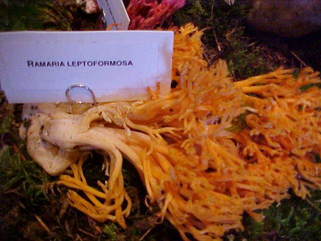 Ramaria leptoformosa image