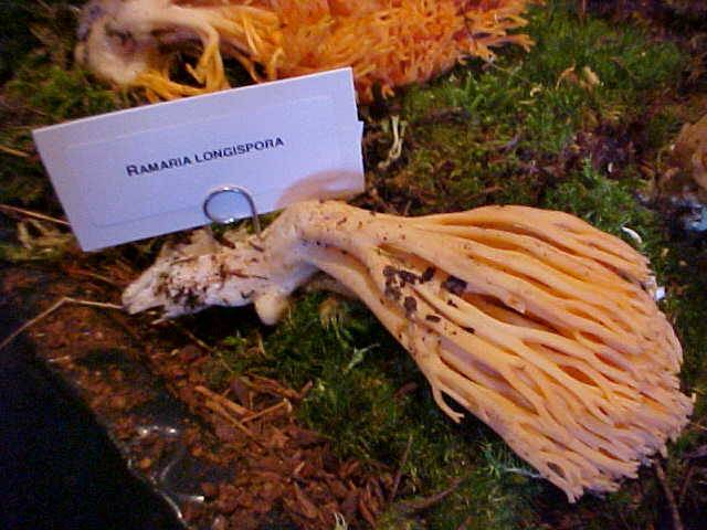 Ramaria longispora image