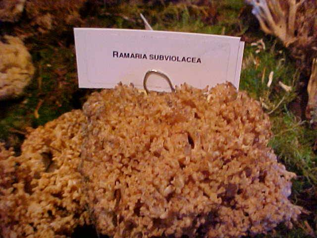 Ramaria subviolacea image