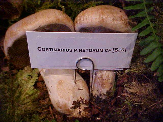 Cortinarius pinetorum image