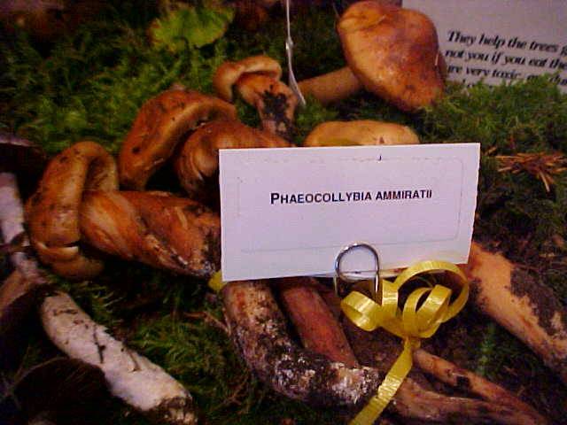 Phaeocollybia ammiratii image