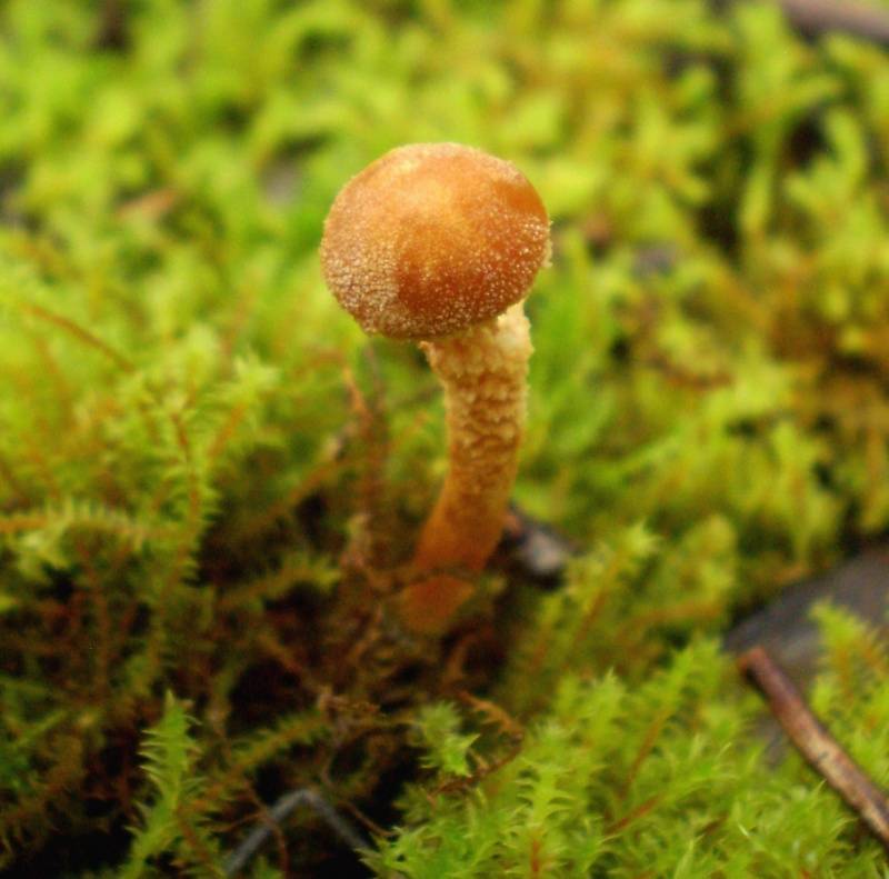 Cystoderma muscicola image