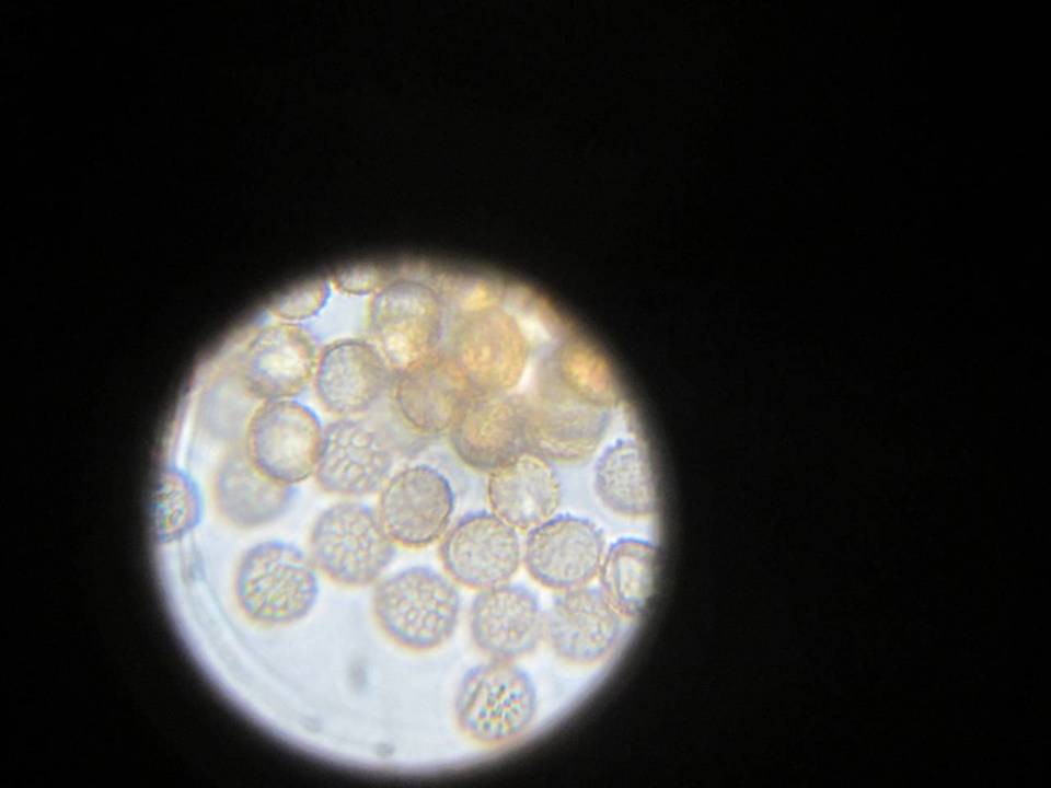 Reticularia lycoperdon image