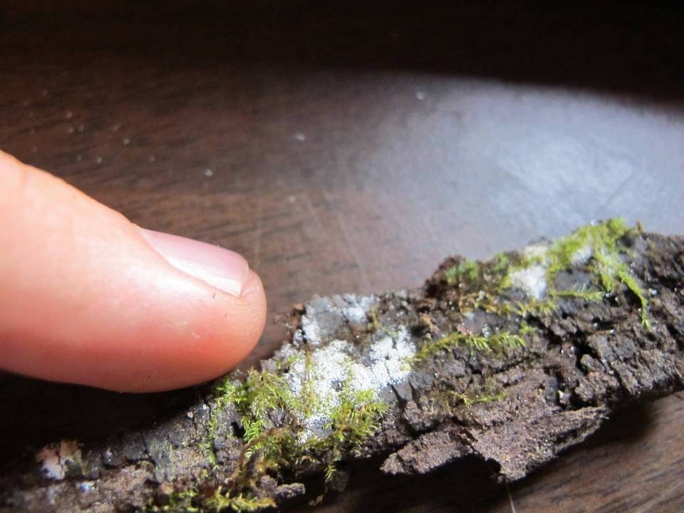 Bulbillomyces farinosus image