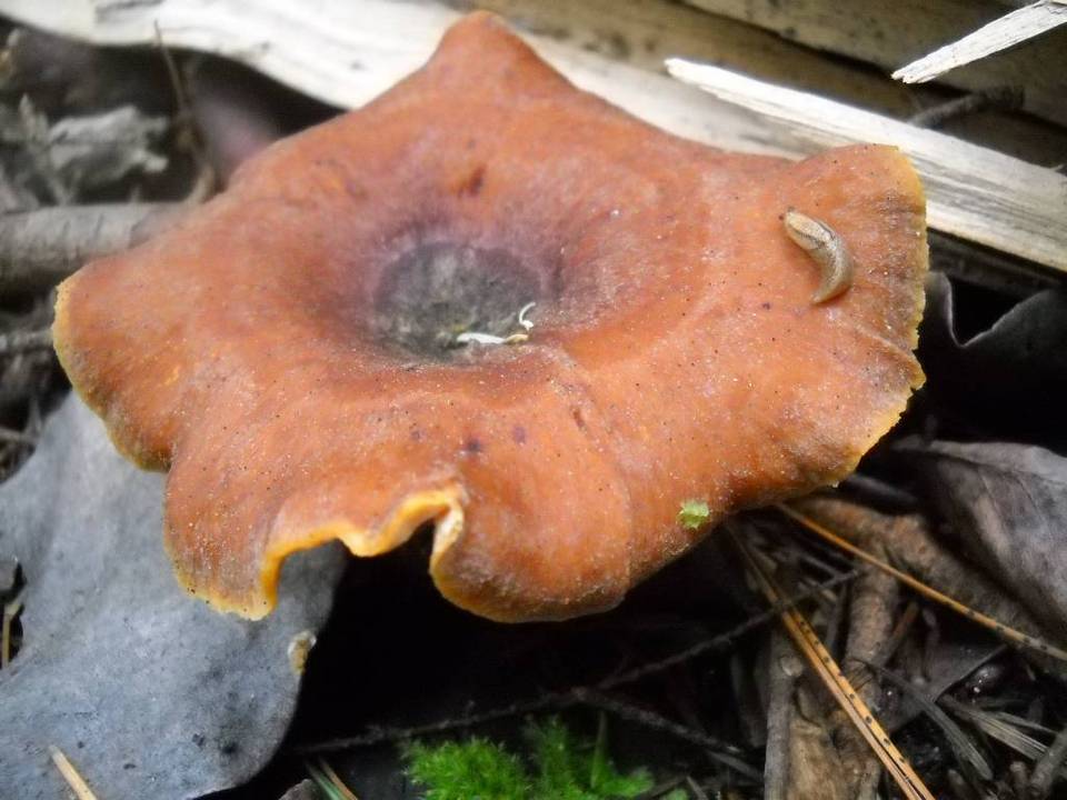Royoporus badius image
