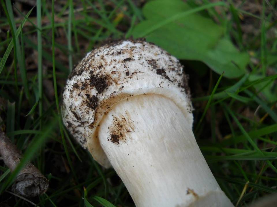 Amanita ameripanthera image