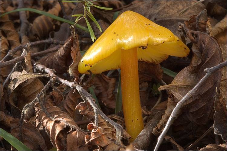 Hygrocybe persistens image
