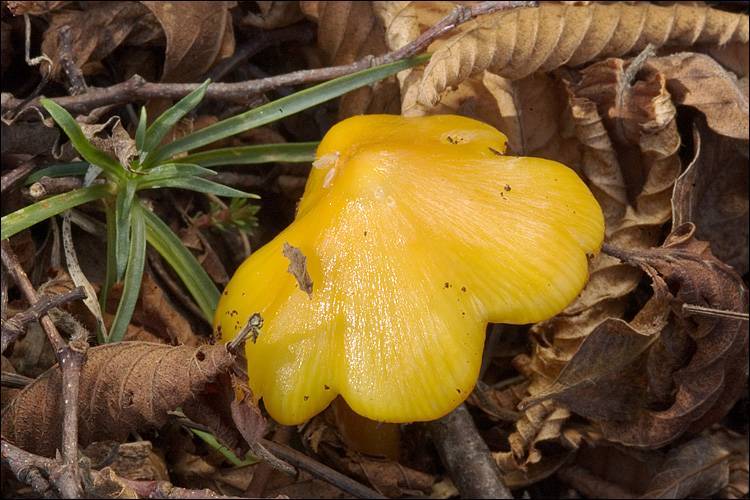 Hygrocybe persistens image