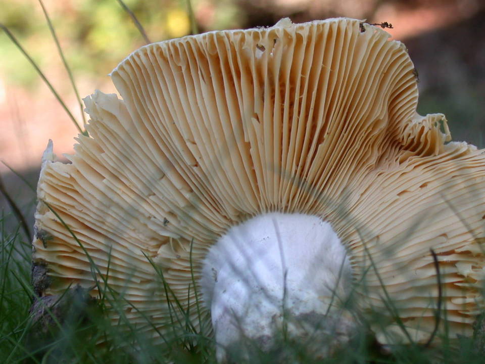 Russula basifurcata image