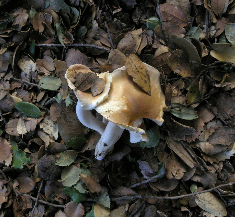Hygrocybe brunnea image