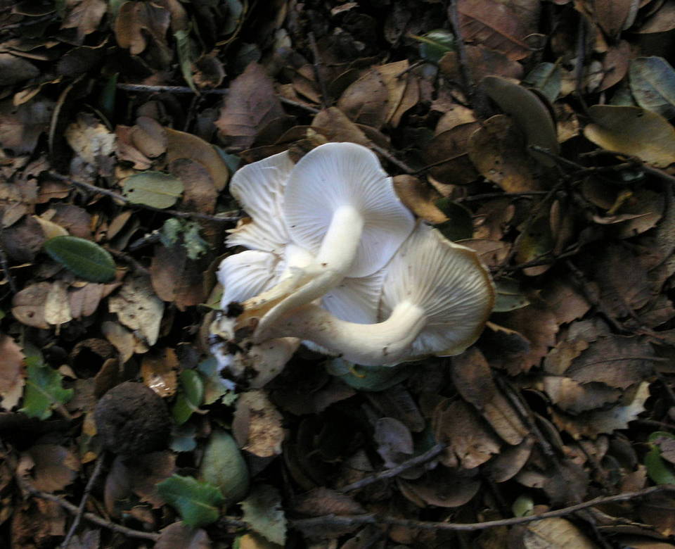 Hygrocybe brunnea image