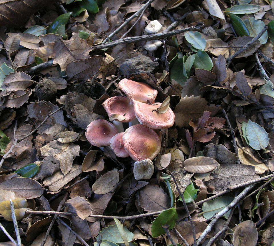 Hygrocybe brunnea image