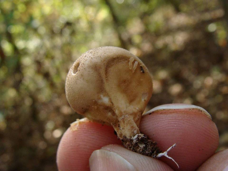 Morganella pyriformis image