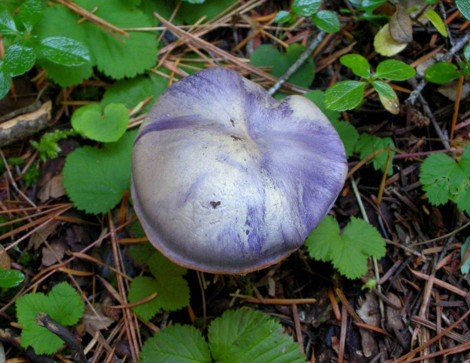 Cortinarius subfoetidus image