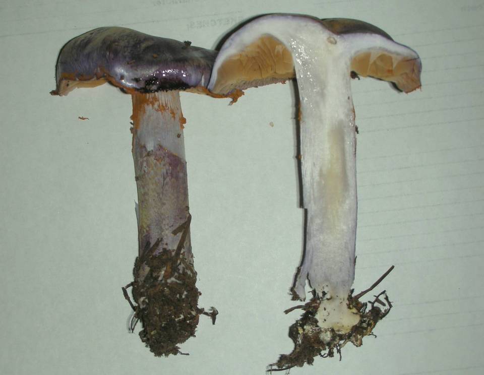 Cortinarius subfoetidus image