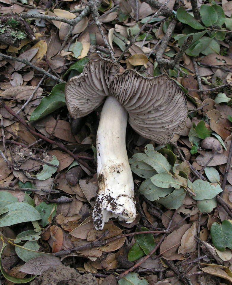 Tricholoma atroviolaceum image