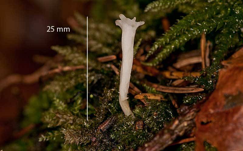 Clavicorona taxophila image
