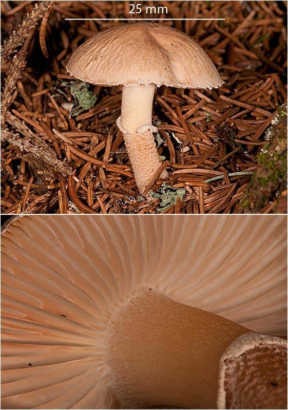 Cystoderma carcharias image