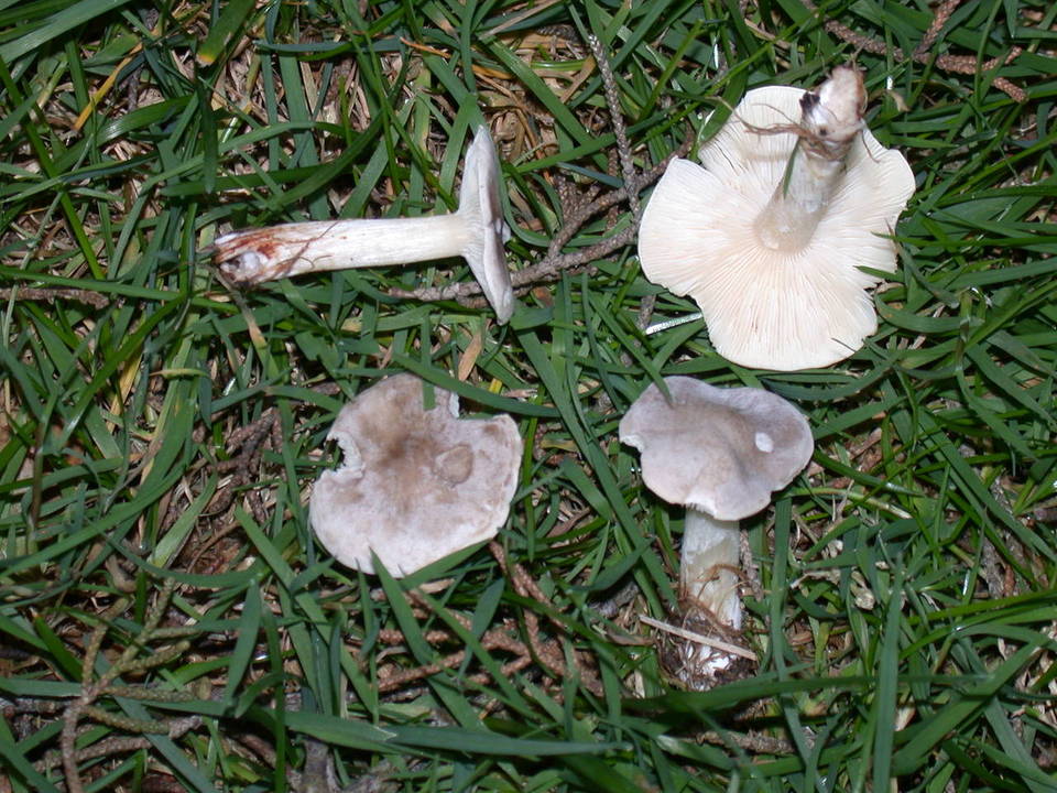 Melanoleuca subpulverulenta image