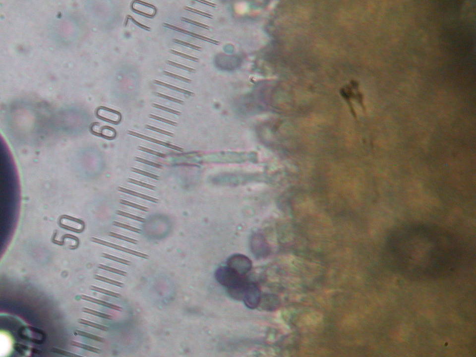 Melanoleuca subpulverulenta image