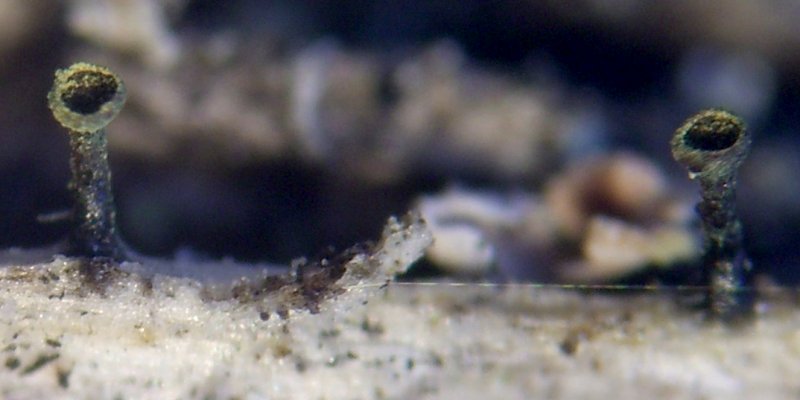 Calicium trabinellum image