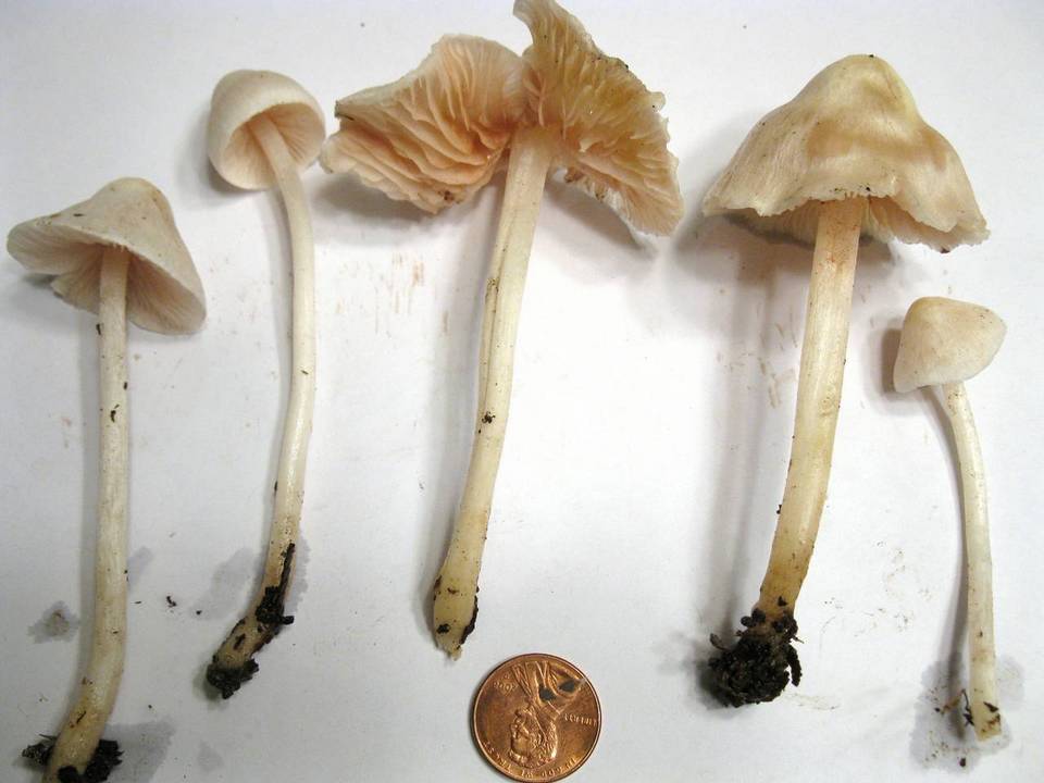 Alboleptonia adnatifolia image