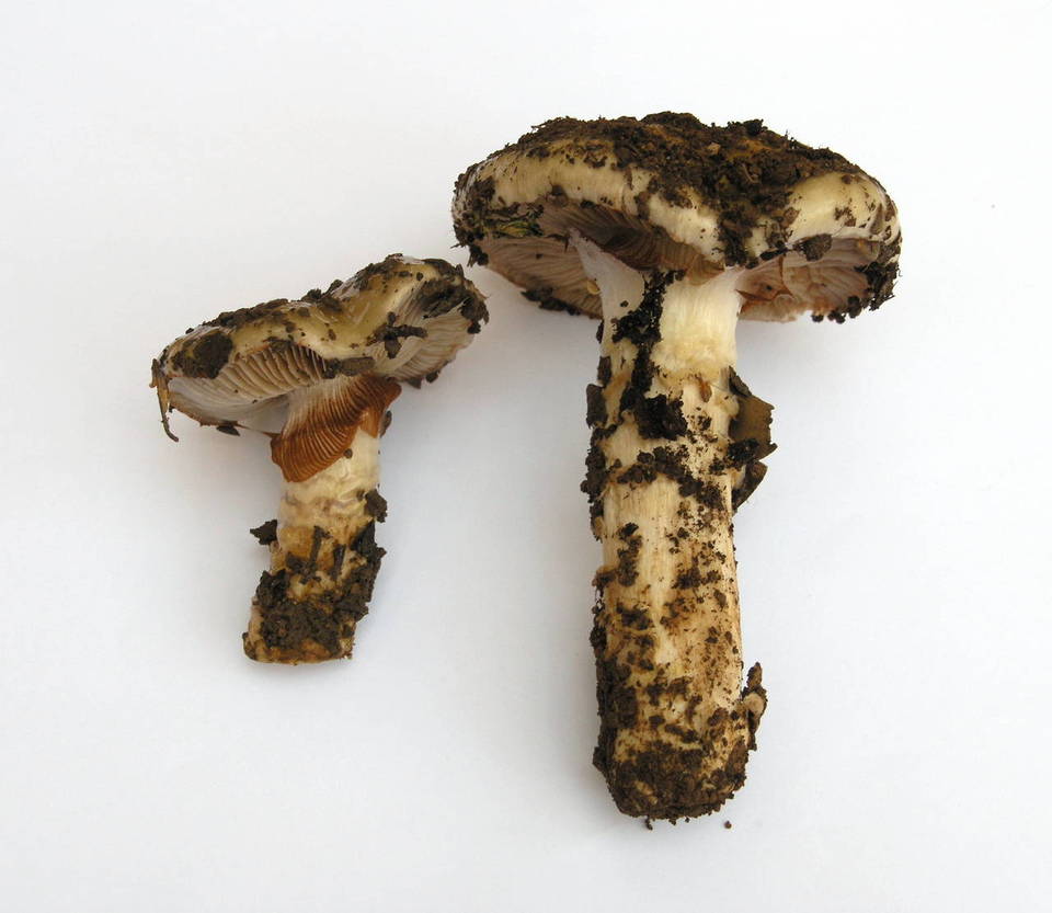 Cortinarius glutinosoarmillatus image