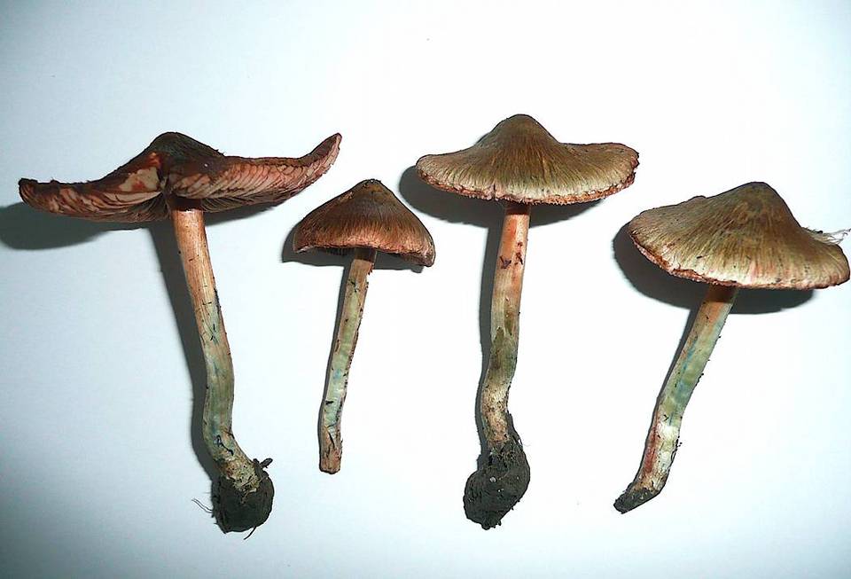 Inocybe haemacta image