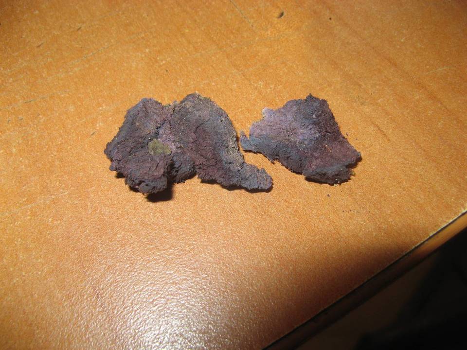 Punctularia atropurpurascens image