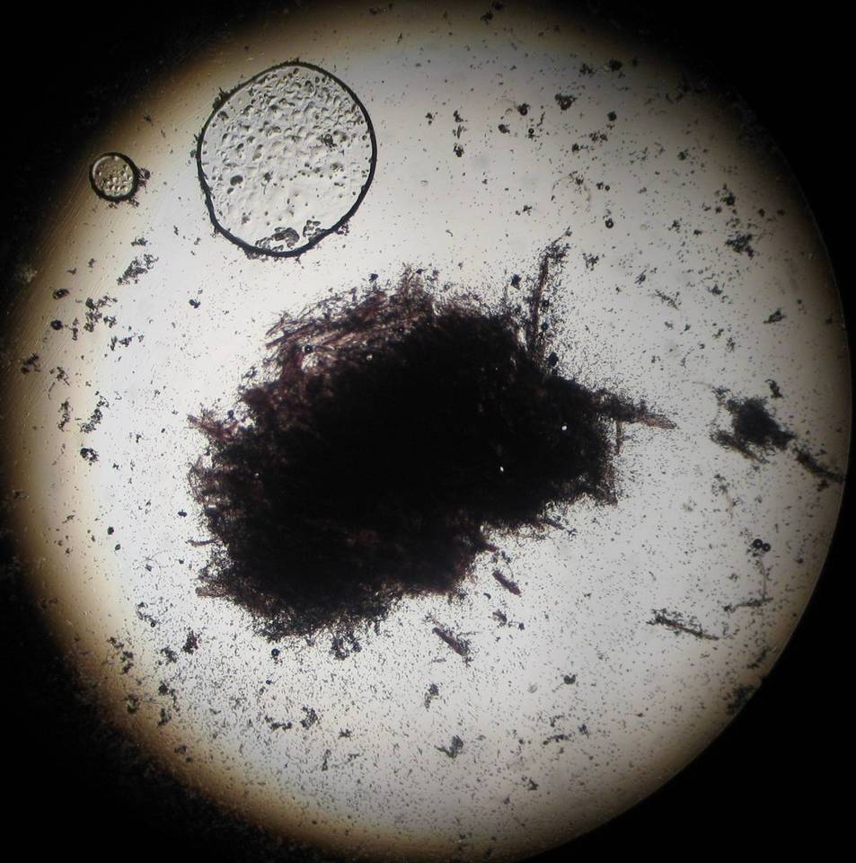 Punctularia atropurpurascens image