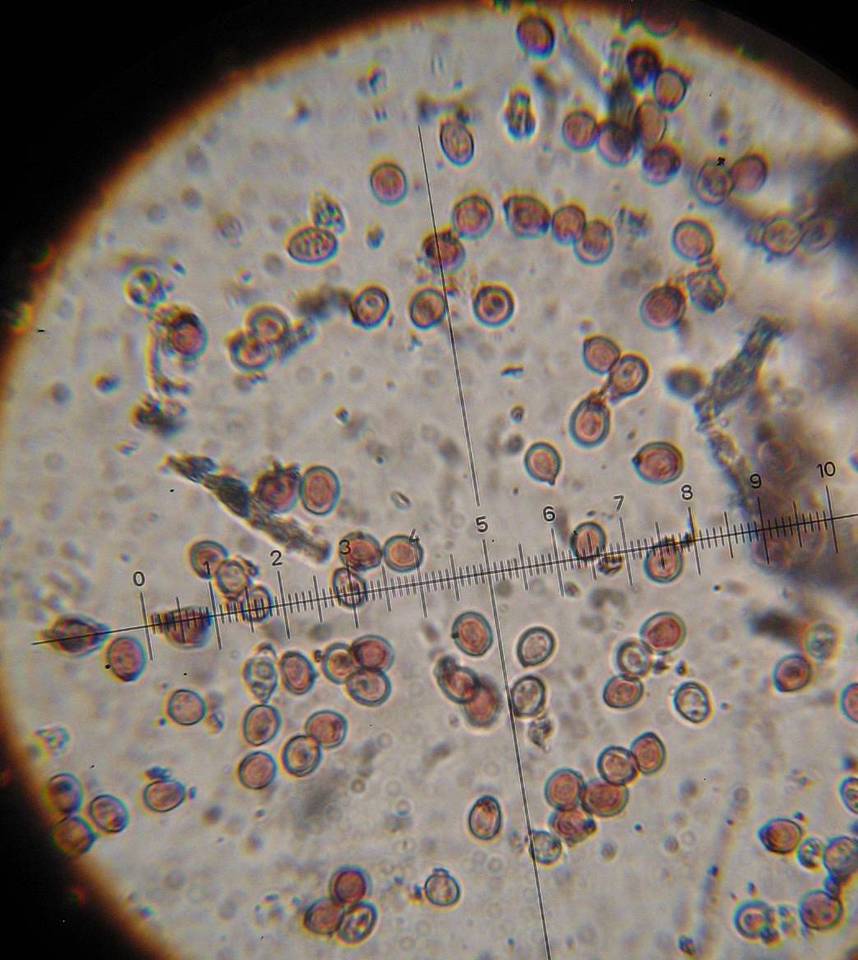 Punctularia atropurpurascens image