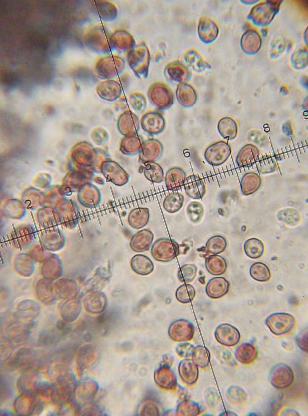 Punctularia atropurpurascens image