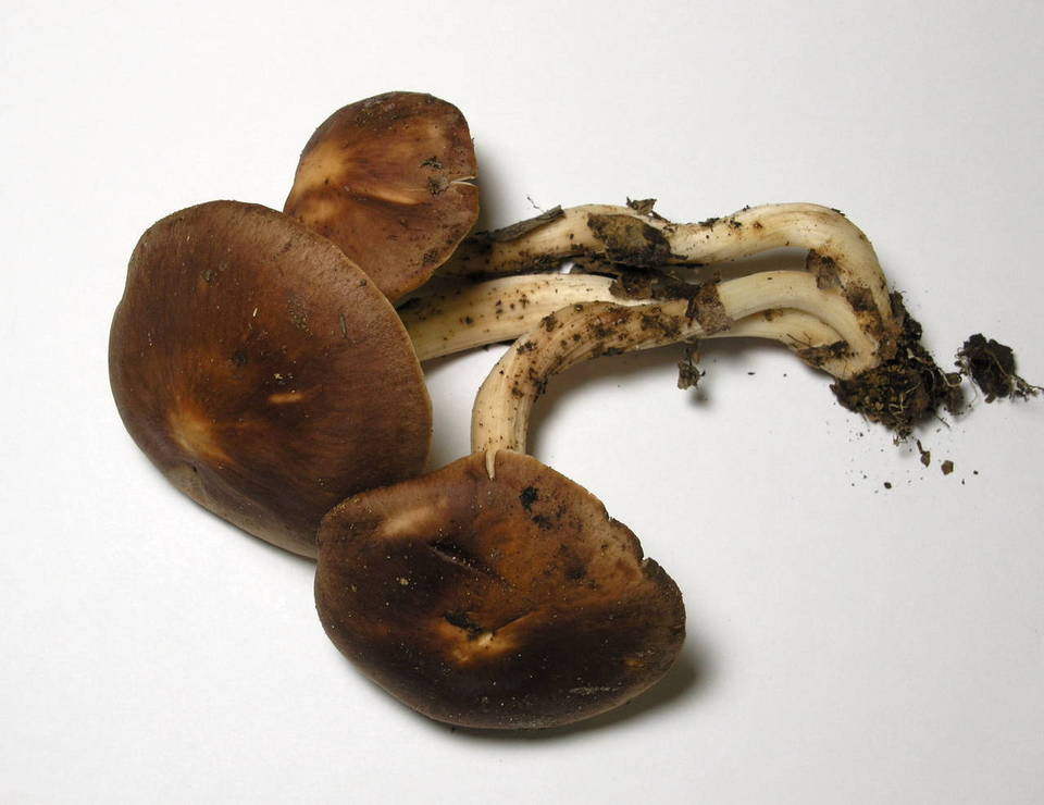 Rhodocollybia badiialba image