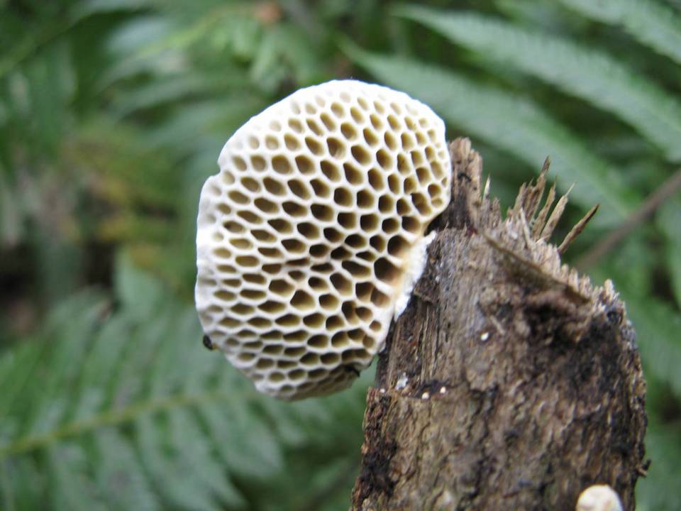 Daedalea flavida image
