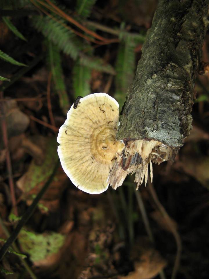 Daedalea flavida image
