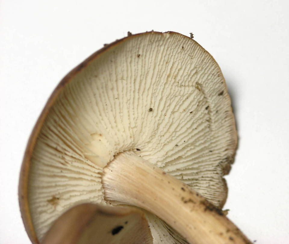 Rhodocollybia badiialba image