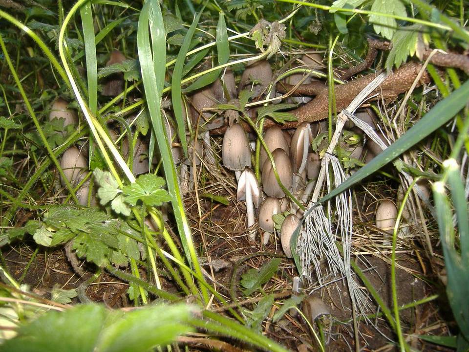 Coprinopsis acuminata image