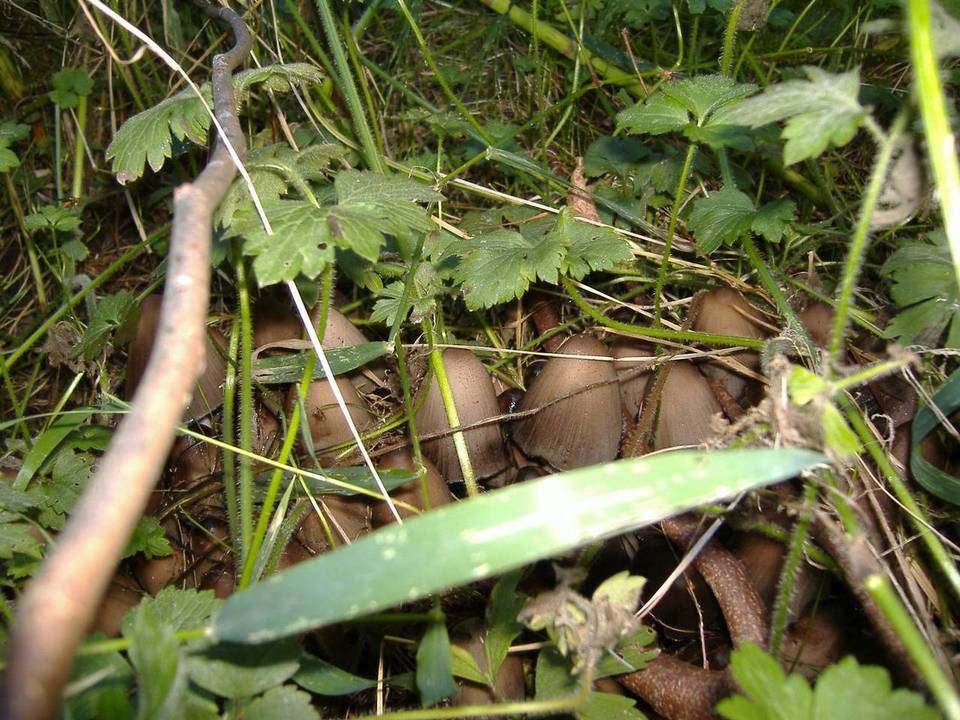 Coprinopsis acuminata image