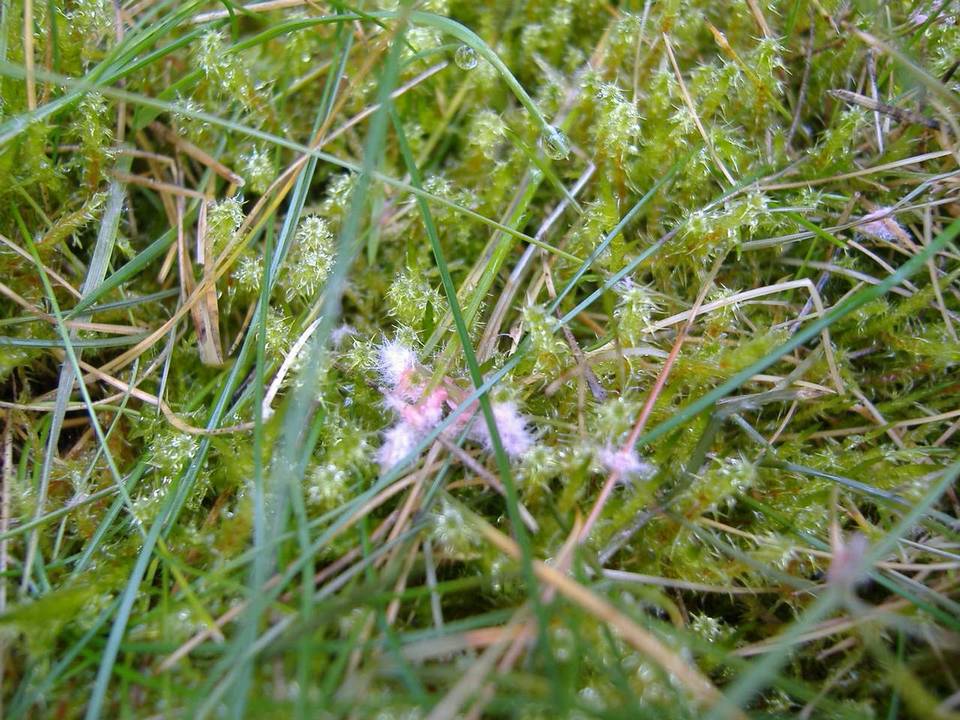 Monographella nivalis var. nivalis image