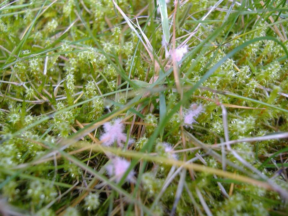 Monographella nivalis var. nivalis image